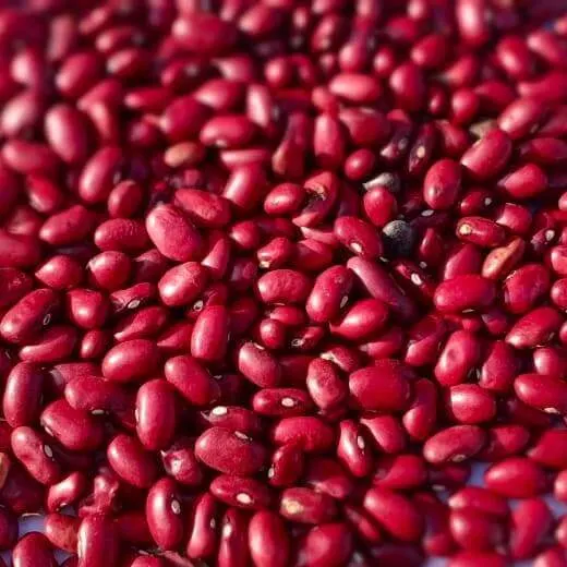 Rajma Red - Premium organic Pulses from Swastik Organics