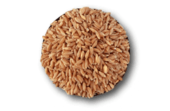Wheat Kapli - Premium organic Grains from Swastik Organics