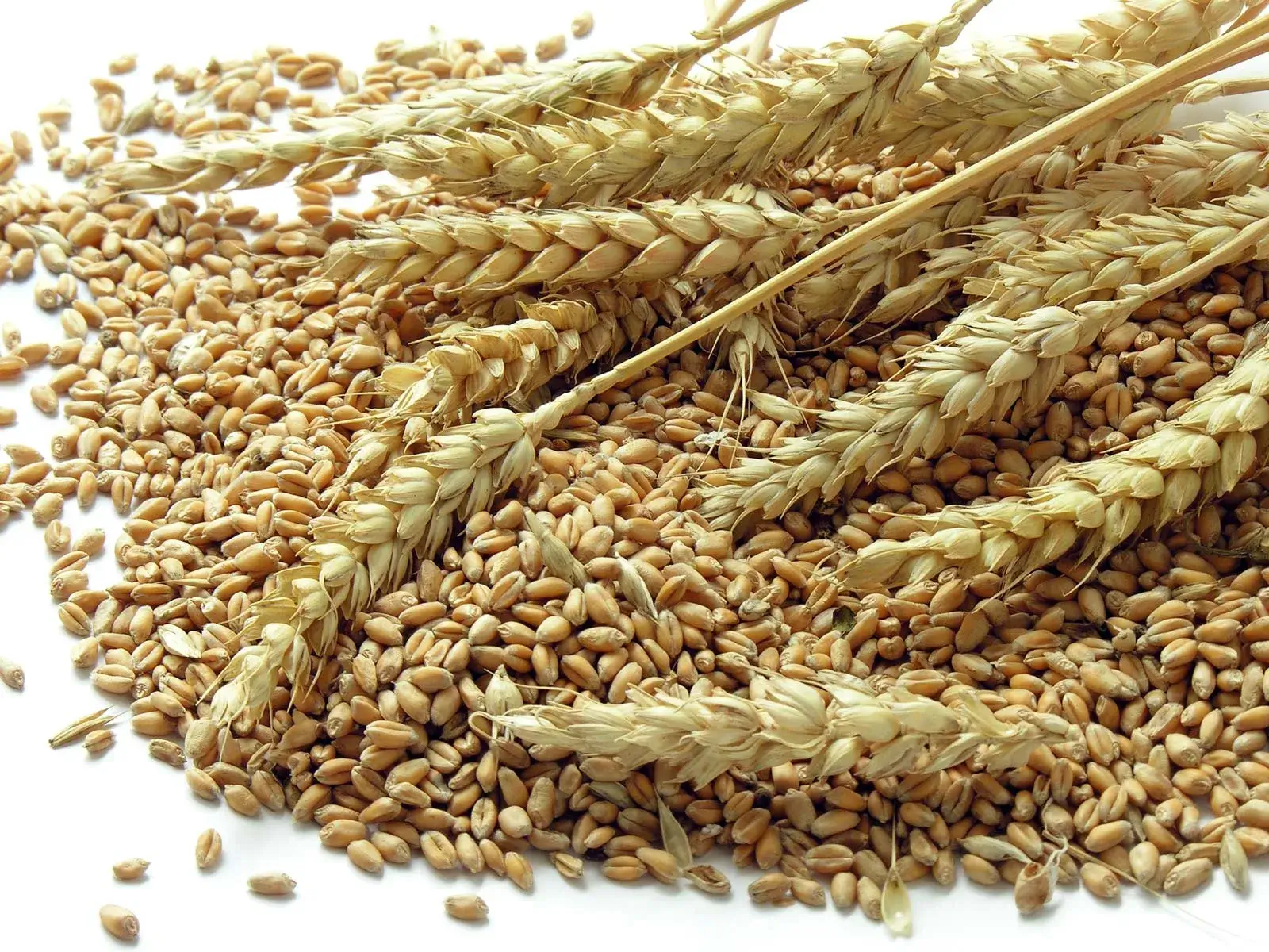Wheat - Premium organic Grains from Swastik Organics